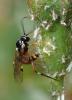 Diplazon laetatorius
